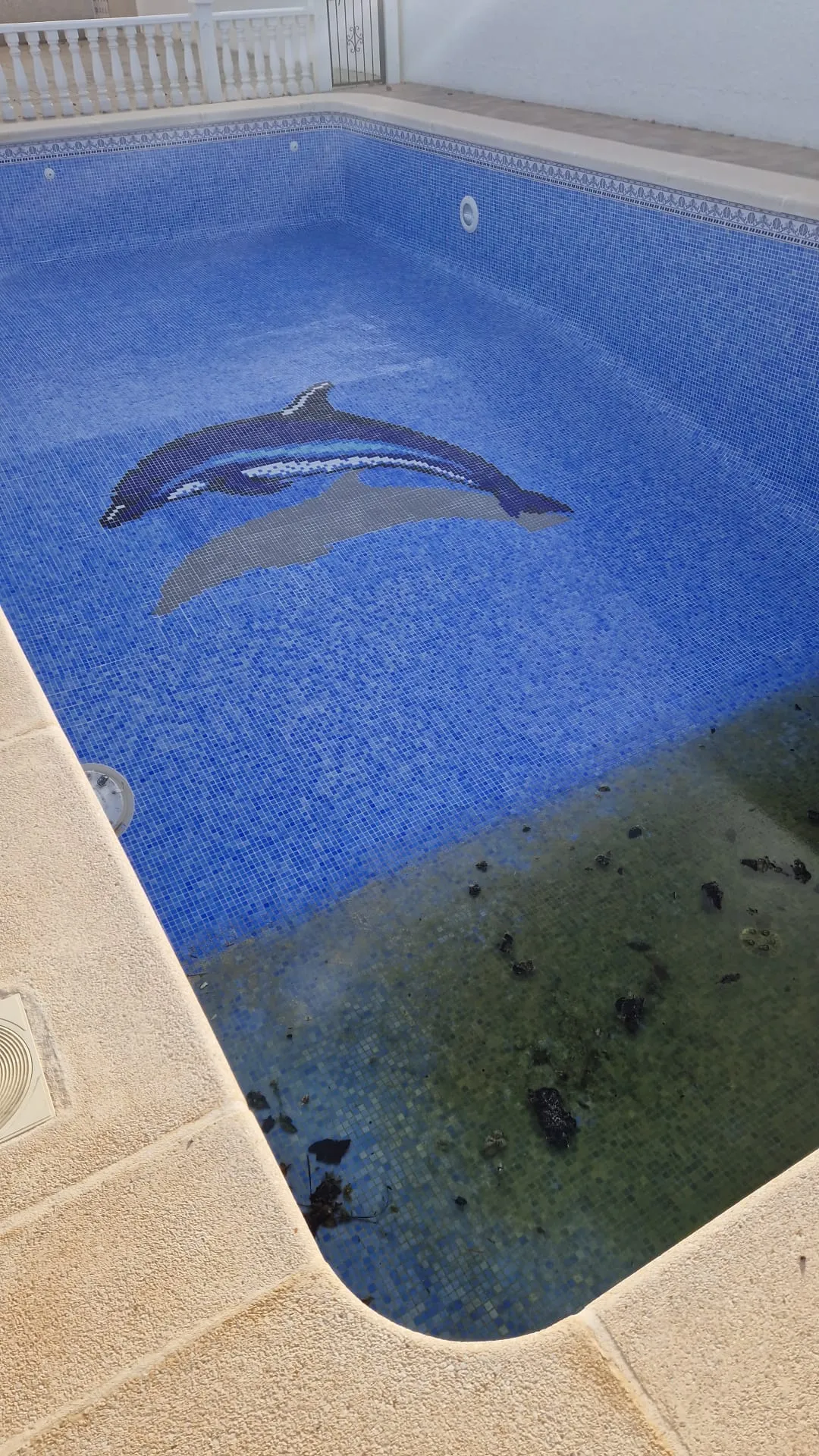 Piscina vacía con mosaico de delfín antes del rejuntado, con juntas negras y suciedad en el fondo